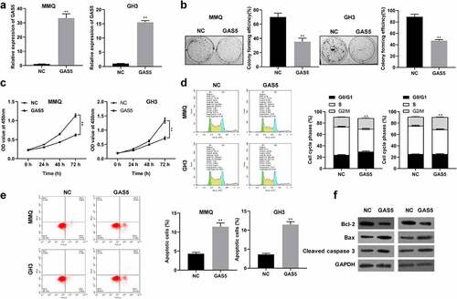 Figure 2. Overexpression of lncRNA GAS5 inhibited proliferation and facilitated apoptosis of PitNET cells. MMQ and GH3 cells transfected with pcDNA3.1-lncRNA GAS5 (GAS5) or empty vector (NC). (a) qRT-PCR assay was utilized to investigate the expression of lncRNA GAS5 in MMQ and GH3 cells. (b and c) The effect of lncRNA GAS5 overexpression on MMQ and GH3 cell proliferation was examined by colony formation assay and CCK8 method. (d and e) Cell cycle and cell apoptosis were determined by flow cytometry in MMQ and GH3 cells transfected with pcDNA3.1-lncRNA GAS5. (f) The protein levels of BCL-2, Bax, and cleaved caspase 3 were analyzed by Western blotting in MMQ and GH3 cells transfected with pcDNA3.1-lncRNA GAS5. **p < 0.01, compared with NC control.