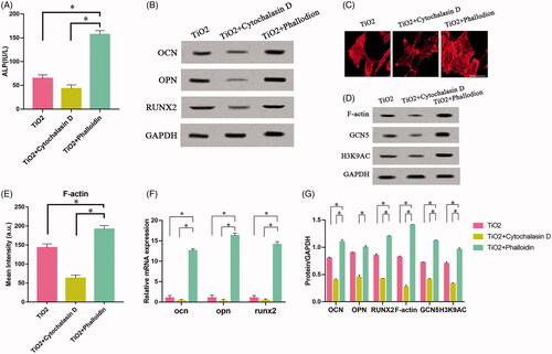 Figure 3. The role of F-actin on the osteogenic differentiation of BMSCs. Rat BMSCs were cultured on the surface of TiO2 specimens, treated with cytochalasin D and phalloidin, respectively, and cultured for 7 days. (A) ALP expression levels in the three groups. (B) Western blot results show that cytochalasin D can inhibit the expression of osteogenic differentiation markers (OCN, OPN, RUNX2), while phalloidin promotes the expression of osteogenic differentiation markers (OCN, OPN, RUNX2). (C) Confocal laser microscope observation of the F-actin (red) fluorescent staining results in three groups of BMSCs. Cytochalasin D can inhibit F-actin polymerization, while phalloidin promotes F-actin polymerization. Scale bars = 25 μm. (D) Western blot results show that cytochalasin D can down-regulate the expression of F-actin, GCN5, H3K9AC, and phalloidin can up-regulate the expression of F-actin, GCN5, H3K9AC. (E) Quantitative analysis of the results in 3(C). (F) The results of qRT-PCR show that TiO2 nanotubes up-regulate the gene expression levels of OCN, OPN and RUNX2. (G) Quantitative analysis of the results in (D). p <. 05 (*) was considered as significant (compared to TiO2 in each group).