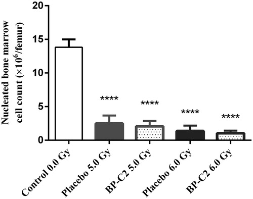 Figure 3. Effect of BP-C2 on nucleated bone marrow cell count in C57BL/6 mice on day 8 after TBI. BP-C2 (81 mg/kg) was given by gavage daily 7 times starting 24 h after irradiation. Data are presented as M ± SD. ****p < .0001 versus control.