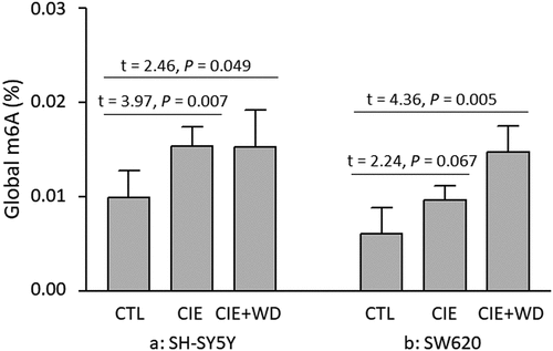 Figure 1. Chronic intermittent ethanol (CIE) exposure/withdrawal-induced global m6A RNA methylation changes. CTL: Control SH-SY5Y or SW620 cells (without ethanol exposure). CIE: a 3-week chronic intermittent ethanol (CIE) exposure. CIE+WD: a 3-week chronic intermittent ethanol exposure followed a 24-hr ethanol withdrawal.