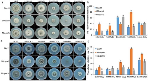 Figure 9. MoYck1 and MoVps41 play crucial roles in the detoxification of heavy metal ions. (a). Mycelial plugs of Guy11, ΔMoyck1 and the complemented strain Moyck1c were inoculated onto 1/4 YG plates with different metal ions. Images were obtained at 6 dpi. (b). The growth inhibition rates were calculated in three independent assays with three replicates each time. Columns labeled with different letters indicate a significant difference determined by Duncan’s test (P < 0.01). (c). Mycelial plugs of Guy11, ΔMovps41 and the complemented strain Movps41c were inoculated onto 1/4 YG plates with different metal ions. Images were obtained at 6 dpi. (d). The growth inhibition rates of Guy11, ΔMovps41 and the complemented strain Movps41c were assessed in three independent assays with three replicates. Columns labeled with different letters indicate a significant difference determined by Duncan’s test (P < 0.01).
