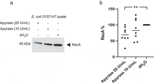 Figure 1. RecA levels in E. coli O157:H7 incubated with apyrase 10 and 20 U/mL. a) Immunoblot showing RecA in E. coli O157:H7 lysate incubated with apyrase for 6 h. b) Intensity of RecA bands in relation to dH2O control defined as 100%. Data are presented as the median and individual values from two independent experiments, **P < 0.01, Kruskal-Wallis multiple-comparison test followed by Dunn’s procedure.