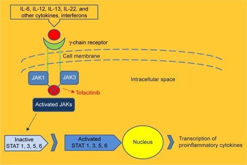 Figure 1 Binding of cytokines to the receptor in turn activates an intracellular signaling cascade via JAKs with subsequent phosphorylation of STATs.