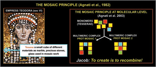 Figure 4 Schematic representation of the ‘Mosaic Principle’. The left panel shows the mosaic in Ravenna of Empress Teodora made up by small cubes of coloured marble (tesserae). As the right panel shows, from the same set of protein monomers (tesserae) it is possible to assemble completely different multimeric proteins.