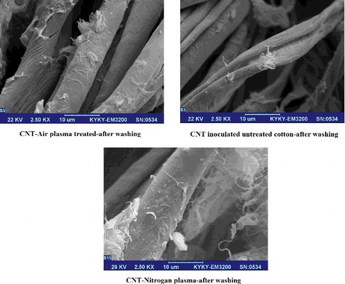 Figure 4. SEM images of washed CNT stabilised cotton.