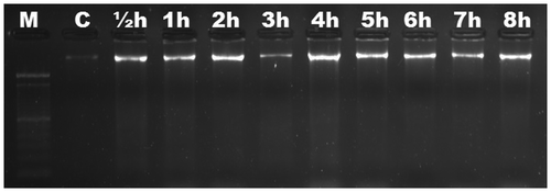 Figure 1. Analyses of agarose gel electrophoresis on root genomic DNA of Zea mays (maize). No DNA fragmentation occurred. M, 100 bp marker; C, control; h, hour.