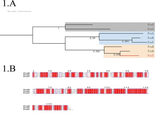 Figure 1. Phylogeny of known fosfomycin-modifying enzymes and amino acid sequence alignment of fosfomycin-modifying enzymes in Staphylococcus aureus. (A) Phylogenetic tree obtained for all the identified fos enzymes. Protein sequences were aligned using ClustalW and the tree was generated using MEGA X. The tree is drawn to scale, with branch lengths measured in the number of substitutions per site. The clade containing fosY is highlighted. (B) Amino acid sequence alignment of fosfomycin-modifying enzymes in Staphylococcus aureus. Sequence alignment was generated by ClustalW and ESPript 3.0. The same amino acid in the three enzymes is highlighted in red.