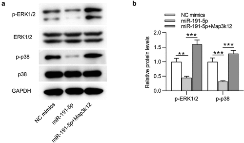 Figure 5. MiR-191-5p inactivates the MAPK signaling by targeting Map3k12. (a-b) Western blotting was performed to quantify protein levels of MAPK signaling-associated factors (ERK1/2, p-ERK1/2, p38, p-p38) in Aβ1-42-treated microglia transfected with NC mimics, miR-191-5p mimics or miR-191-5p mimics + pcDNA3.1/Map3k12. **p < 0.01, ***p < 0.001