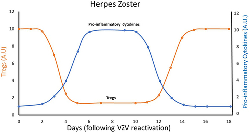 Figure 2 A schematic plot of circulating Tregs and pro-inflammatory cytokines levels in an acute herpes zoster infection, as a function of time following VZV reactivation. The first phase (days 1–2) correlates with the pre-eruptive stage, the second phase (days 3–12) correlates with the acute exudative stage and the last phase (starts about day 13) correlates with the resolution stage. Some patients, however, develop chronic postherpetic neuralgia, which may last for years.