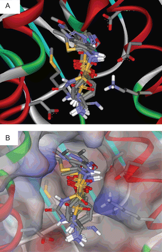 Figure 2.  Docked poses of tested sulfonamides in Hsp90 (PDB code: 1YET, resolution 1.9 Å). (A) and (B) showing the binding pocket with and without solvent accessible surface, respectively.