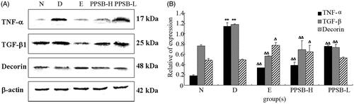 Figure 3. Effects of PPSB on expression of TGF-β1, TNF-α, and DCN in livers. **p < 0.01, *p < 0.05 vs. the blank control group (N); ΔΔp < 0.01, Δp < 0.05 vs. the diabetic model group (D). N: normal mice treated with water; L: diabetic mice with 50 mg/kg of PPSB; H: diabetic mice with 100 mg/kg of PPSB; D: diabetic mice with distilled water; E: diabetic mice with 600 mg/kg of dimethylbiguanide.