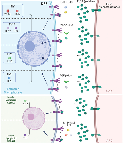 Figure 1. The multifaceted function of TL1A/DR3 signaling in mucosal immunity. TL1A is primarily produced by Antigen Presenting Cells (APCs) and can be expressed as a transmembrane protein or be cleaved and secreted in a soluble form. Both configurations are capable of binding to the functional receptor death domain receptor 3 which is mainly expressed by activated lymphocytes and innate lymphoid cells (ILC). TL1A/DR3 acts as a co-stimulatory module, the final effect of which is affected by the cytokine milieu of the specific tissue microenvironment and can be Th1, Th2, Th17, Th9 predominant but can also affect regulatory lymphocytes and ILC2 and ILC3 function. Consequently, TL1A blockade may be proven of therapeutic value for a variety of chronic inflammatory diseases that may be dominated by diverse T-effector immunophenotypes. Created with BioRender.com.