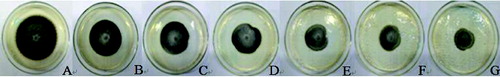 Figure 1. The inhibitory effects of culture filtrate on A. alternata mycelial growth after seven days. (A) Control; (B) 1.5%; (C) 3.0%; (D) 6.0%; (E) 10.0%; (F) 15.0%; (G) 20.0%.