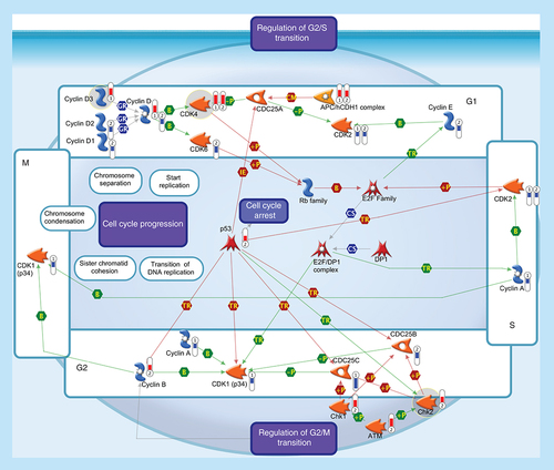 Figure 3.  Cell cycle.All somatic eukaryotic cells proceed through four phases in cell cycle: G1 (gap phase 1) in which the cell prepares for the upcoming events of S-phase; S (synthesis phase), in which DNA is replicated; G2 (gap phase 2) in which the cell prepares for the upcoming events of M-phase; and M (mitosis), in which chromosomes are separated over two new nuclei. Regulation of the cell cycle involves several protein kinases (such as the Checkpoint homologs Chk1, Chk2) that, activated by ATM, inhibit CDC25 phosphatase, preventing entry into mitosis and stabilize the tumor suppressor protein p53, leading to cell cycle arrest in G1. Progression through the cell-division cycle is driven by activation and inactivation of CDKs, which are controlled by periodic synthesis and degradation of cyclins and require association with a cyclin subunit for their activation. Cyclin/CDK complexes trigger the transition to next stage of the cell cycle: Cyclin D/CDK4 (or CDK6) for G1 progression, Cyclin E/CDK2 for the G1-S transition, Cyclin A/CDK2 for S-phase progression and Cyclin A/CDK1 and Cyclin B/CDK1 for entry into M-phase. Cyclin D, the first cyclin produced in the cell cycle in response to extracellular signals (e.g., growth factors), binds to existing CDK4, forming the active cyclin D-CDK4 complex that, in turn, phosphorylates the retinoblastoma family of tumor suppressor proteins (Rb family) liberating and activating the E2F transcription factors. These factors are associated with DP1 and their activation results in transcription of various genes like Cyclin E, Cyclin A, CDK1 and products that are necessary for the replication of DNA and beginning of the S phase. The activity of a Cyclin/CDK complex can be inhibited by phosphorylation at a pair of amino acids in the roof of the active site, while dephosphorylation of these sites by a phosphatase known as CDC25 (CDC25A, CDC25B and CDC25C) increases CDK activity. Events controlling cell division are governed by the degradation of different regulatory proteins by the ubiquitin-dependent pathway. Phosphorylated CDC25A may be exposed to ubiquitination by APC, one of ubiquitin ligases, which is known to be essential in maintaining normal cell cycle. Thermometers represent expression ratio in motor neuron among following conditions: 1 (SALS1/control) and 2 (SALS2/control). Upward thermometrs have red color and indicate expression ratios less than 1 while downward thermometers have blue color and indicate expression ratio less than 1. Pathway objects and links are described separately in the Supplementary Figure 1.