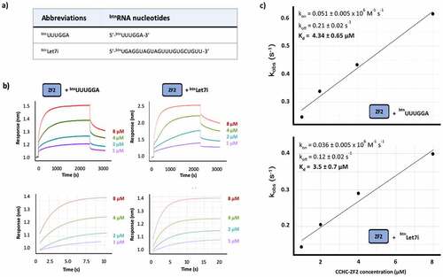 Figure 3. hTUT4 ZnF2-RNA binding using BioLayer Interferometry (BLI). a) Biotinylated RNAs used in the assays. b) Interferograms recorded using Streptavidin sensors coated with the biotinylated RNAs, in buffer and then exposed to increasing concentrations (1 µM, 2 µM, 4 µM and 8 µM) of hTUT4 ZnF2-3 domain. The interferograms are aligned using the buffer baseline. The baseline and the association and dissociation steps are displayed in the top panels. The region used to fit the association curves and to calculate kobs  is displayed in the bottom panel. c) Plots of kobs at the different protein concentration. The plots were used to calculate kon and koff, and from those Kd, using the program Anabel