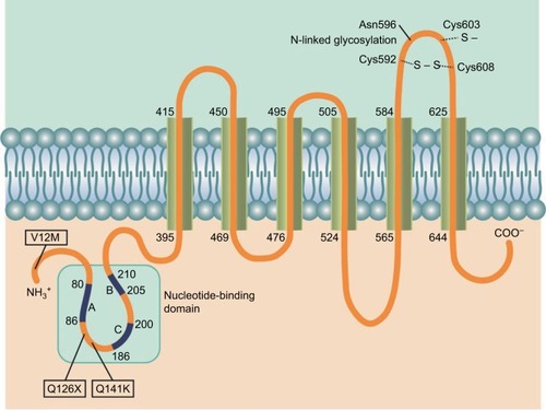 Figure 1 Schematic representation of gout- and hyperuricemia-related polymorphisms in ABCG2. The ABCG2 protein consists of 655 amino acids and can be divided into an intracellular N-terminal domain, a nucleotide binding domain, six transmembrane domains, and a C-terminal end. The nucleotide-binding domain (amino acids 44-288) contains several signature sequences, named Walker A (A), Walker B (B), and the ABC signature sequence (C). The beginning and end amino acid position numbers are given for the signature sequences and the transmembrane domains. The third extracellular loop contains two cysteine residues connected by a disulfide bridge, and a glycosylated asparagine residue, both of which influence stability of the receptor. The cysteine residue at position 603 is important for homodimer formation. The V12M polymorphism is located in the N-terminal domain. The Q126X and Q141K polymorphisms are both located in the nucleotide-binding domain between the Walker A and the ABC signature sequences.