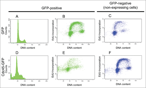 Figure 2. Cdc45-GFP mediated (S)phase arrest and reduced DNA synthesis. 48 h after transfection, GFP expressing cells displayed a normal cell cycle distribution (A) and incorporated nucleotides (B) like non-expressing cells (C). Cdc45-GFP expressing cells were accumulated in S phase and displayed a prominent sub-G1 peak (D). Moreover, these cells synthesized less DNA (E), whereas GFP-negative (non-transfected) cells of the same culture (C, F) or GFP transfected cells (B) displayed normal DNA synthesis.