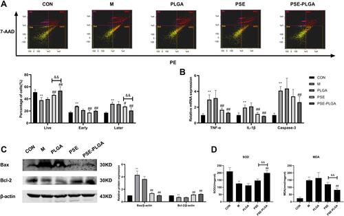 Figure 6 Effects of PSE-NPs on percent apoptosis, oxidative stress, and expression of apoptosis-related proteins in mouse testicular cells: (A) Percent apoptosis in the testicular tissue of mice in each group. (B) mRNA expression of IL-1β, caspase 3 and TNF-α in the testicular tissue of mice each group measured by RT-qPCR. (C) Protein expression of Bax and Bcl-2 in the testicular tissue of mice in each group measured by Western blotting. (D) Levels of SOD and MDA in the testicular tissue of mice in each group.