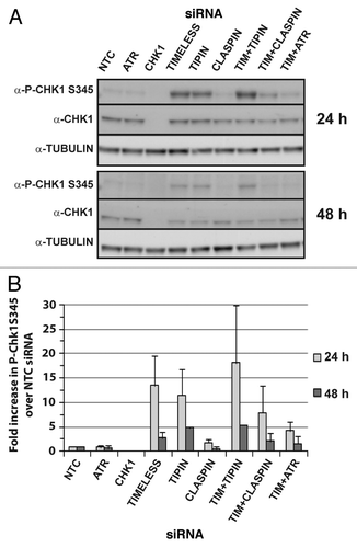 Figure 4. Cells depleted of TIMELESS or TIPIN exhibit ATR-dependent phosphorylation of CHK1 mediated by CLASPIN. Representative western blots from a single experiment depicting phosphorylation of CHK1 at S345 at 24 or 48 h after introduction of siRNAs (A). ImageJ software was used to normalize P-CHK1 S345 to total CHK1 and the results were expressed as average fold change compared with NTC. (B) Graph depicts average of three experiments (+ S. D.).