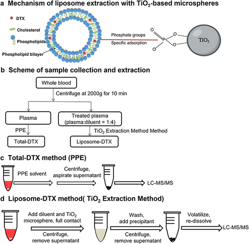 Figure 1 (a) Mechanism of liposome extraction with TiO2-based microspheres and the plasma sample preparation procedures: (b) Sample collection and extraction; (c) Total DTX method (PPE); (d) Liposomal-encapsulated DTX method (TiO2 extraction method).