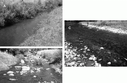 Figure 1  Photographs of the reaches studied in A, Birdlings Brook; B, Pigeon Bay Stream and C, the Waipara River showing variations in channel form, riparian vegetation and substrate composition.