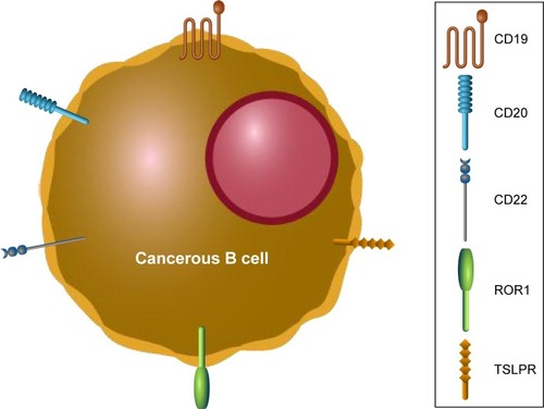 Figure 2 B-cell antigens used as targets for chimeric antigen receptor T cells.