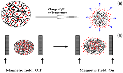 Figure 11. Environmentally responsive drug delivery systems: (a) pH and temperature sensitive and (b) magnetic sensitive.