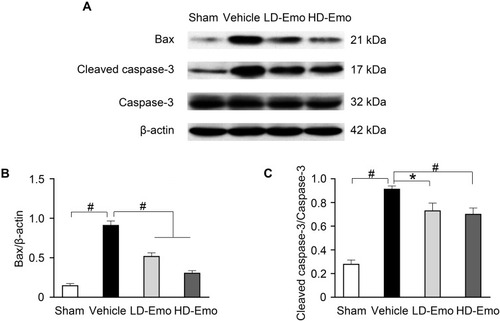 Figure 6 Effects of Emo on the protein expression of Bax and Cleaved caspase-3 in the kidney.