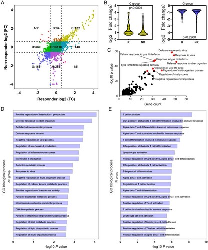 Figure 5. Identification of genes related to PegIFNα treatment response. (A) Alteration of gene expression was analysed separately in responders and non-responders, 41 genes (group AB) were up-regulated in the non-responder group but down-regulated (n = 7) or not changed (n = 34) in the responder group, 152 genes (group C) up-regulated both in responders and non-responders, 153 genes (group FI) were up-regulated in the responder group but down-regulated (n = 5) or not changed (n = 148) in the non-responder group, 165 genes (group G) down-regulated both in responders and non-responders. (B) Fold change comparison between responders and non-responders revealed that genes in group C up-regulated more significantly in responders, while down-regulated genes in group G were comparable. (C) GO term enrichment analysis showed that genes in group C had significantly enriched antiviral signalling, including defense response to virus, response to type I IFN. (D) Enrichment analysis revealed that genes in group AB were mainly implicated in regulation of interleukin-1 production and defense response. (E) Enrichment analysis of genes in group FI demonstrated that the most enriched biological processes were T cell activation and differentiation. R, responder; NR, non-responder; FC, fold change.