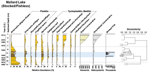 Figure 5. Diatom biostratigraphy of Mallard Lake, Yellowstone National Park, WY, since 1850. The dotted lines designate zones of significant change in the diatom assemblage as identified by cluster analysis, shown in the dendrogram. Diatom and chrysophyte concentration provide proxies of primary productivity. Fish stocking numbers reflect National Park Service records of stocking with native cutthroat trout (Oncorhynchus clarki) and nonnative brook trout (Salvelinus fontinalis); the background shading marks the stocking program duration at this lake (Varley Citation1981). Originally fishless, Mallard Lake returned to a fishless state after being stocked with fish for 24 years.