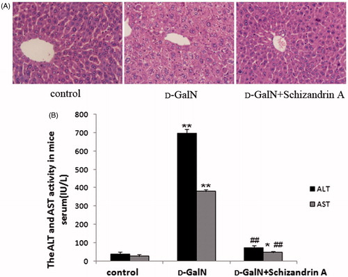 Figure 1. Effects of schisandrin A on d-GalN-induced liver injury. d-GalN was administered at 800 mg/kg/d, i.p. once every 24 h, a total of three times during the final stages of the experiment. ICR mice received i.g. treatment with schisandrin A (150 mg/kg/d); 2 weeks after i.g. schisandrin A, i.p. d-GalN 800 mg/kg/d was administered three times during the final stages of the experiment. A control group received i.g. physiological saline (10 ml/kg/d) for 2 weeks. (A) Representative HE-stained paraffin-embedded liver sections (400 × magnification). (B) ALT and AST activity levels in serum. Data represent mean ± SD (n = 10/group/time point; **p < 0.01, compared with the control group; ## p < 0.01, compared with the d-GalN-treated group).