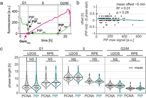 Figure 4. The PIP degron fusion protein precisely marks the G1/S and S/G2 transitions. a) One annotated example of traces from a single U2OS cell expressing PIP-mVenus (green) and mCherry-Gem1-110 (magenta). “PIPmid” is the time at which 50% of the maximum PIP-mVenus signal is lost ((“PIPmax” – “PIPmin”)/2) and is used to mark the beginning of S phase. Details of trace annotations are described in Materials and Methods. b) Correlation of PIP-mVenus PIPmax level with the offset between the beginning of S phase (determined by PCNA foci) and PIPmid in individual U2OS cells. Teal line represents the best fit linear model (n = 121). c) Distributions of cell cycle phase lengths measured by PCNA foci and PIP-mVenus dynamics in U2OS (n = 121) and RPE-hTert (n = 57) cells. No differences between the pairs of distributions were detected according to Kolmogorov-Smirnov test (p > 0.05). Black line indicates mean.