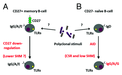 Figure 1. (A) DN B-cells may be late or exhausted memory B-cells which have lost the expression of CD27 carrying a decreased number of SHMs in the Ig V region. However, a low number of SHM should not be expected in this population as SHMs would accumulate at each cell division in pre-established memory B-cells during specific recall or bystander activation. (B) DN B-cells may be naïve B-cells being triggered by polyclonal stimuli due to increased circulation of microbial products between body compartments due to damaged and inflamed tissue. In this scenario, CD27-IgD+ naïve B-cells would switch to CD27-IgD- B-cells.
