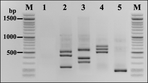 Figure 1. Multiplex PCR using mycotoxigenic fungal DNA isolated from stored maize grain naturally contaminated, Lanes: 1: Negative control; 2: Primer set I (Aspergillus spp.); 3: Primer set II (Fusarium spp.); 4: Primer set III (Penicillium spp.); 5: Primer set IV (Alternaria spp.).