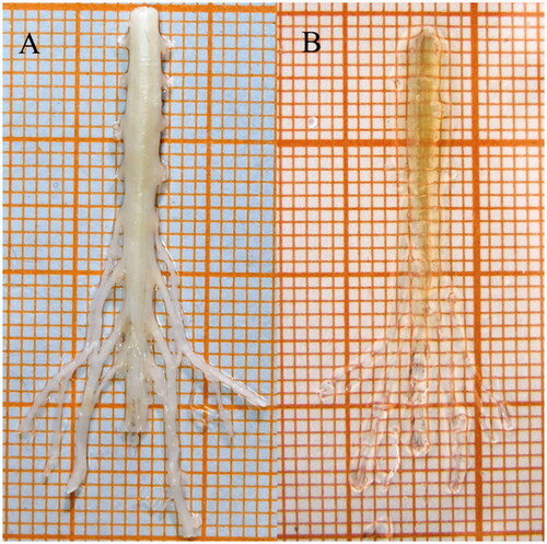 Figure 3. Spinal cord before and after optical clearing procedure. (A) Before clearing. (B) After clearing.