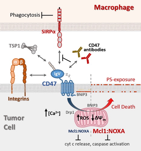 Figure 1. CD47 ligands and transduction of cell death signaling. The globular IgV-like domain of CD47 mediates interactions with soluble matrix protein thrombospondin-1 (TSP1), trans-interactions with SIRPα expressed on macrophages, and cis-interactions with integrins. Antibodies with therapeutic potential can be categorized into ones able to neutralize CD47-SIRPα interaction to relieve the block in phagocytosis (green), and ones able to also induce tumor cell death in a manner not requiring effector cells (red). CD47-ligation induced cell death is accompanied by increases in intracellular Ca2+ and reactive oxygen species (ROS), a decrease in mitochondrial membrane potential (ΔΨm), and surface exposure of phosphatidyl serine (PS). CD47-ligation promotes translocation of pro-apoptotic BNIP3 and Drp1 to the mitochondria, as well as inducing concurrent increases in Mcl1 and NOXA protein levels in a manner preventing cytochrome c release and caspase activation.