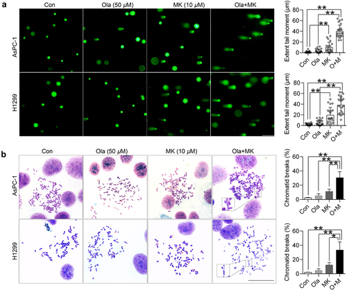 Figure 3. MK-8776 sensitizes olaparib by inducing DNA and chromosome breaks. (a) Representative images of comet formation in AsPC-1 and H1299 cells in the presence of 50 μM olaparib or/and 10 μM MK-8776. Scale bar, 200 μm. For quantification of comet assay, triplicate slides with at least 15 random fields (50 cells) were counted for tail moments. Data were expressed as the mean ± SD. One way ANOVA followed by post-hoc Tukey’s analysis was performed. *, P <0.05, **, P <0.01 as indicated between two groups. Scatter plots show all points, medians, and lower and upper quantiles. (b) Representative images of chromosomal aberrations in AsPC-1 and BxPC-3 cells were shown by the chromosome spreading assay. Scale bar, 50 μm. AsPC-1 and H1299 treated with 50 μM olaparib or/and 10 μM MK-8776 for 24 h were arrested with colcemid, fixed and metaphases processed. Cells were dropped on glass slides and stained with Giemsa. For quantification, triplicate slides with at least 20 well-spread metaphases were counted for chromosomal aberrations. Data were expressed as the mean ± SD. One way ANOVA followed by post-hoc Tukey’s analysis was performed. *, P <0.05, **, P <0.01 as indicated between two groups.