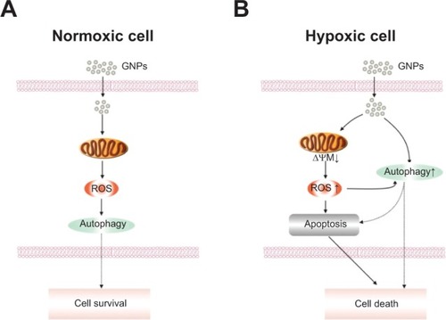 Figure 9 Schematic models of the effects of GNPs in normoxic and hypoxic HK-2 cells.Notes: GNPs induce autophagy and cell survival in normoxic cells, however, in hypoxic cells, GNPs exposure leads to the production of ROS, loss of ΔΨM, and an increase in apoptosis and autophagic cell death.Abbreviations: GNP, gold nanoparticle; ROS, reactive oxygen species; ΔΨM, mitochondrial membrane potential.