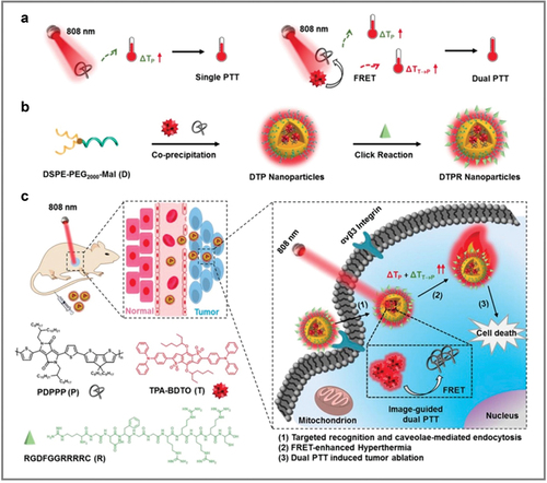 Figure 5. Enhanced photothermal conversion based on energy transfer. (a) Schematic of single (left) and dual (right) PTT strategy under 808-nm laser irradiation with addition of AIEgen T for energy transfer of photothermal CP PDPPP. (b) Preparation of DTPR nanoparticles. (c) Schematic of DTPR nanoparticles for 808-nm-activated image-guided dual PTT. Reprinted with permission from [Citation109].