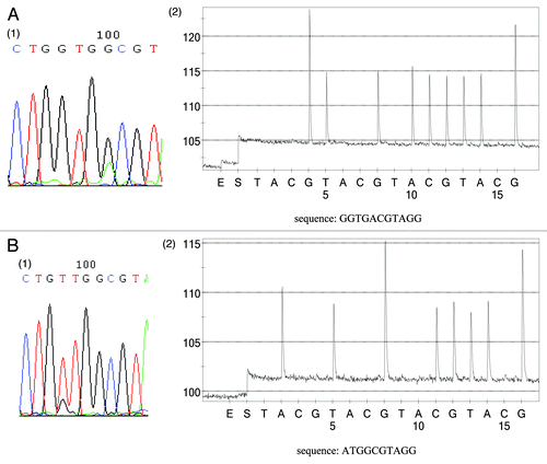 Figure 2. Detection sensivitity of PNA-PCR assay and quantification of KRAS mutant DNA. (A) Detection sensitivity of PNA-PCR assay. The sequencing primer used was PF1, and as little as 20 pg of mutant DNA can be detected from 100 ng KRAS wild-type DNA (1:5,000). The sequencing pyrogram shows the absence of wild-type sequence, which indicates that PNA could successfully suppress the amplification of wild-type sequences. (B) Quantification of KRAS mutant DNA. Varying amounts of KRAS mutant DNA were plotted against Ct values (threshold cycle). Slope, r value and regression line are shown.