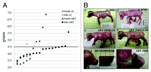 Figure 1. LOS bovine fetuses have similar phenotype characteristics as those reported in BWS patients. (A). Fetal weight at day ~105 gestation. Y axis represents the weight in grams. X axis has no actual implication and is used to scatter the spots representing each fetus for ease of visualization. The sex of the fetuses and the way they were generated is shown at the top-right side. The bold line represents the 97th percentile of control weight (i.e. 476.8 g). (B). Primary and secondary characteristics of BWS can be observed in LOS; B.1 = AI-B884 (control female weighing 400 g) and B.2 = AI-B799 (control male weighing 408 g which is the approximate average weight of the control fetuses). B.3 and B.4 show fetuses with macrosomia (ART-J835LOS – female weighing 714 g and ART-J489ALOS– female weighing 514 g). B.5 shows an example of macroglossia in a female weighing 620 g and B.6 shows an ear malformation in a female weighing 320 g. Each square on the background = 2.54 cm2. LOS, large offspring syndrome; BWS, Beckwith-Wiedemann syndrome; AI, artificial insemination; ART, assisted reproductive technologies.