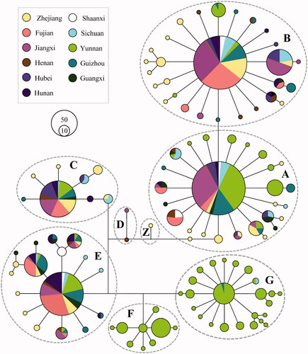 Figure 1. Median-joining network of mtDNA haplotypes of BBCs from eleven provinces. The links are labeled by the nucleotide positions to designate transitions. Cycle sizes are roughly proportional to the haplotype frequency.
