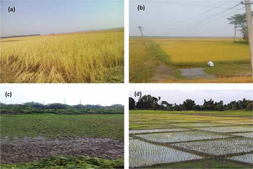 Figure 3. Field photographs