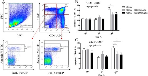 Figure 4 Levels of apoptosis of CD4+CD8− and CD4−CD8+ cells in the thymus were decreased with pre-treatment of DG in Con A challenged mice. (A) Analysis of T lymphocytes apoptosis levels in the thymus. (B) The apoptosis level of CD4+CD8− cells in Con A-induced immune injury with or without DG pre-treatment. (C) The apoptosis level of CD4−CD8+ cells in Con A-induced immune injury with or without DG pre-treatment. * indicates P < 0.05. N = 8 for each group. This experiment was performed in triplicate.