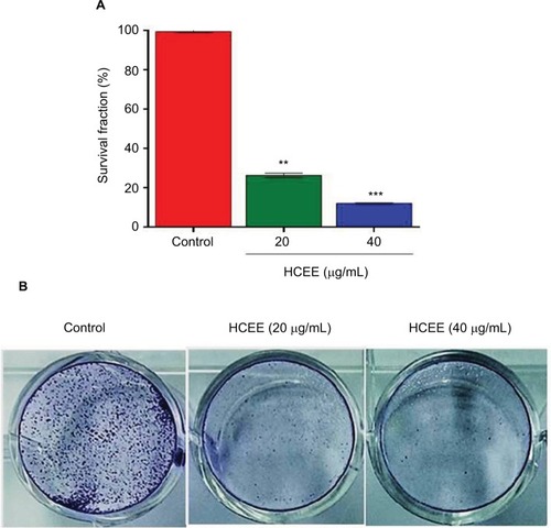 Figure 2 Effect of HCEE on the clonogenic survival of cervical cancer HeLa cells.Notes: (A) HeLa cells were seeded on six-well plates and incubated overnight. Then the cells were treated with 0, 20, and 40 μg/mL of HCEE for 48 hours. After incubation for 7 days, the colonies were stained with methylene blue after which they were fixed with methanol and imaged under a microscope. (B) Representative histograms are expressed as survival fraction and represent the mean ± SD of three different experiments (n=3). **P<0.01 and ***P<0.001 denotes statistically significant difference between the control and treated groups.Abbreviation: HCEE, Hedychium coronarium ethanol extract.