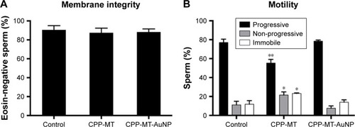 Figure 3 Vitality parameters of untreated spermatozoa (control) and after coincubation with CPP-MT or CPP-MT-AuNPs.Notes: Sperm were incubated with 20 µg/mL of CPP-MT or CPP-MT-AuNP for 3 hours at 37°C in HTF medium. (A) Sperm membrane integrity. (B) Sperm motility. Black bars: progressive motility; gray bars: non-progressive motility; white bars: immobile sperm. The data represent mean values ± SEM, calculated from three independent experiments in which at least 200 cells were quantified. One-way ANOVA showed no statistically significant difference between relative membrane integrity percentages of all analyzed samples (A). In (B) only CPP-MT samples show statistically significant difference versus the control group, ** (P<0.001) and * (P<0.05) (Dunnett’s t-test).Abbreviations: AuNP, gold nanoparticles; CPP, cell-penetrating peptide; MT, metallothionein; CPP-MT-AuNP, CPP-MT protein-conjugated AuNP.