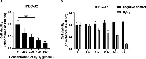 Figure 2. Effects of different concentrations and treatment times of H2O2 on the viability of IPEC-J2 cells: (A) effects of different concentrations of H2O2 on the viability of IPEC-J2 cells and (B) time-dependent effects of H2O2 on cell viability of IPEC-J2 cells. In all panels, statistically significant differences between treatments were represented with asterisks (*p < 0.05; **p < 0.01).