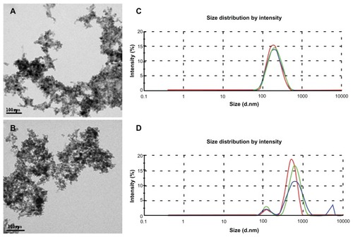 Figure 2 Characterization of nanoparticles by transmission electron microscopy and dynamic light scattering. Electron micrograph of maghemite nanoparticles in MF sample (A) and anti-CEA conjugated nanoparticles in MF-anti-CEA sample (B). Hydrodynamic size of nanoparticles in MF sample (C) and MF-anti-CEA sample (D).Note: Red, green, and blue lines represent the first, the second, and the third measurement of the triplicate, respectively.Abbreviations: MF, magnetic fluid; CEA, carcinoembryonic antigen; (d · nm), diameter in nanometers.