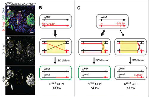 Figure 2. Centromere-proximal bias of spontaneous LOH events in aging Drosophila ISCs. (A) Example of an aged female midgut heterozygous for an X-linked Notch mutation and a GAL80 transgene insertion proximal to the centromere. Dashed yellow lines indicate spontaneous LOH clones. Clonal loss of Notch is evident by accumulation of cells positive for Dl (cytosolic red in A, or cytosolic gray in A') or Prospero (nuclear red in A, or nuclear gray in A') markers. Loss of GAL80 activity is reflected by GFP expression (green in A, gray in A″). Shown are 3 clonal events: 2 with concomitant inactivation of GAL80 therefore expressing GFP, and 1 with only Notch LOH. Scale bar=50μm. (B-C) Schematic representations of somatic recombination events that could lead to identified clonal phenotypes in midguts with 2 different GAL80 insertion sites: distal (B) and proximal (C) to the centromere on the X chromosome. Yellow boxes represent regions of potential recombination initiation sites. For simplicity only the daughter cell in which LOH occurred is shown. Crossover-type events are represented, however BIR could also be involved. Fly crosses, aging and immunofluorescence were performed as previously described.Citation32