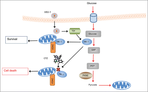 Figure 6. Schematic representation of the anti-apoptotic role of HK-1 in HIV-1 infected macrophages. This mechanism involves up-regulation of HK-1 expression by HIV-1 in a Vpr- dependent fashion that results in increased translocation of HK-1 to the outer mitochondrial membrane (OMM) and interaction with VDAC to promote an anti-apoptotic environment and thereby enhance survival of infected macrophages. However, dissociation of the association of HK-1 to the OMM and interaction with VDAC using a pharmacological inhibitor, clotrimazole (CTZ) indicated by red cross (X) releases HK-1 from mitochondria and induces mitochondrial membrane depolarization and caspase-3/7 mediated apoptosis or cell death.